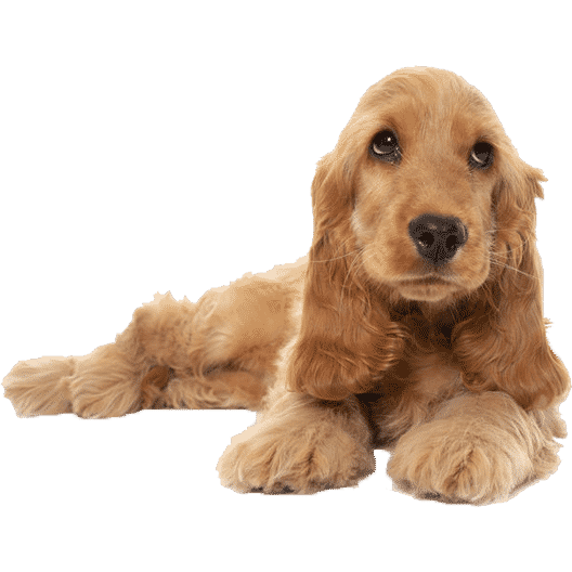 Le Cocker Anglais, un chien agréable pour un maître sportif