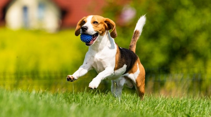 Comment éduquer un chien ?