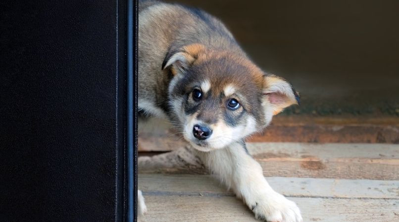Chien peureux : une désensibilisation étape par étape
