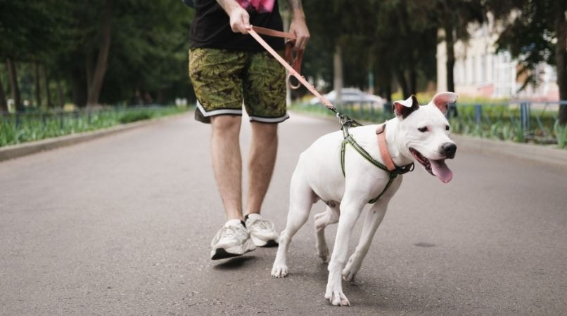Le secret magique pour que votre chien ne tire plus en laisse !