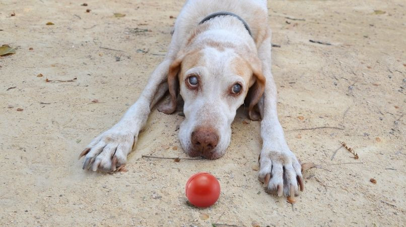 Non, les chiens sourds et aveugles ne peuvent pas avoir une vie normale