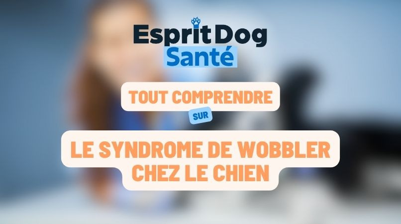Le syndrome de Wobbler chez le chien
