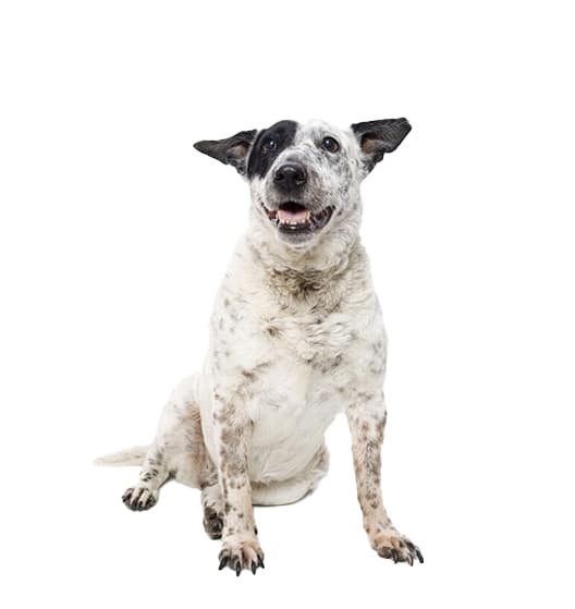 Le Bouvier Australien, un chien d’exception pour un maître proactif