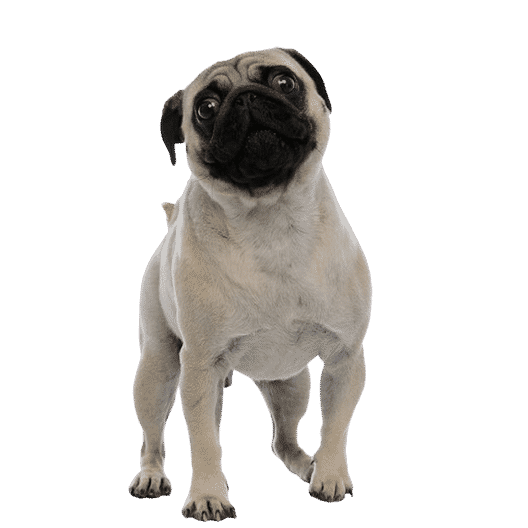 Le Carlin, un chien affectueux pour un maître patient