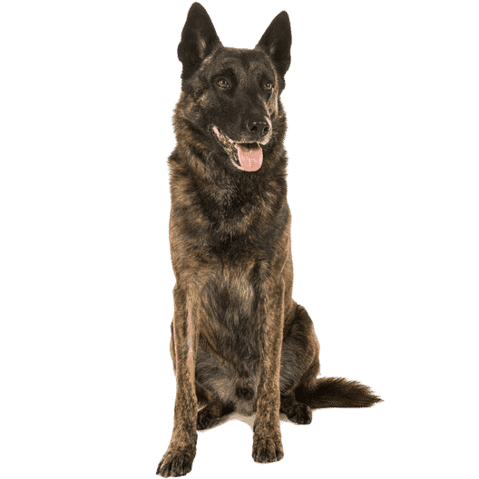 Le Berger Hollandais, un chien adorable pour un maître créatif