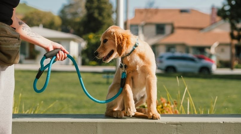 Comment éduquer son chiot pour qu’il ait entière confiance en vous ?