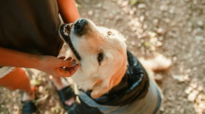 Apprendre à décrypter son chien dans toutes les situations