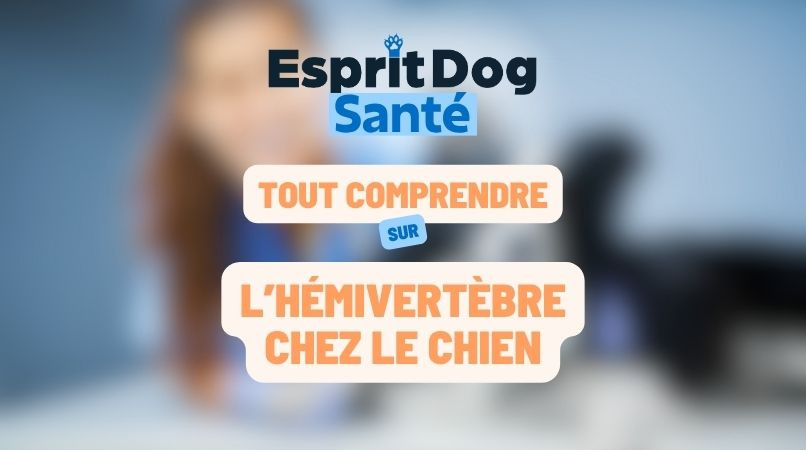 L’hémivertèbre chez le chien