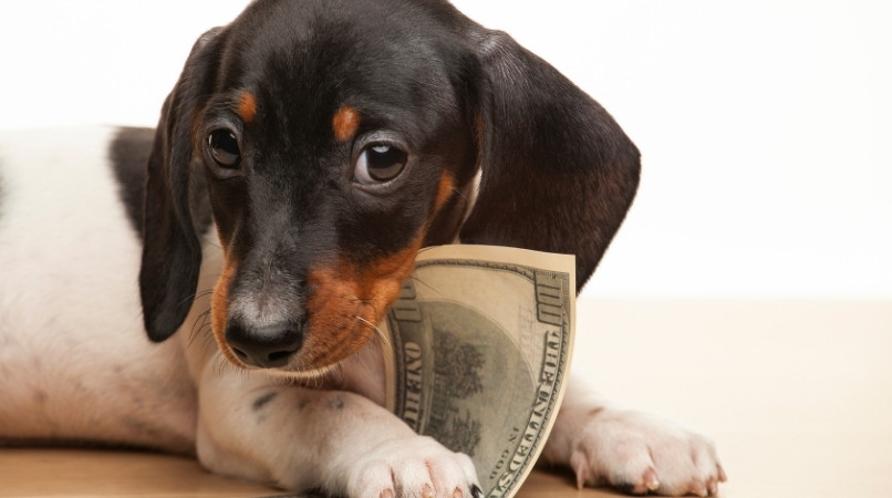 Budget : combien coûte un chien ?