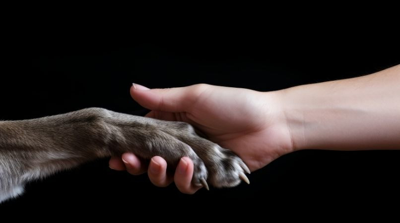 Notre vision du bien-être animal