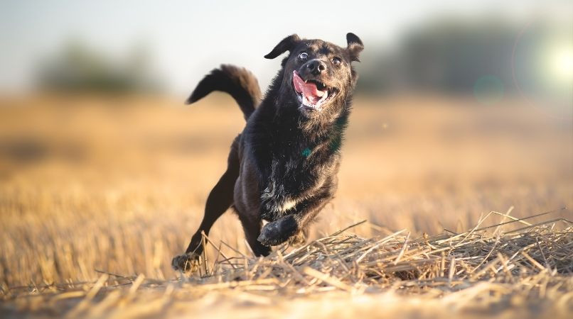 Apprendre à son chien à se contrôler
