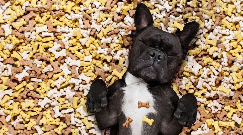 Quelle récompense choisir pour son chien ?