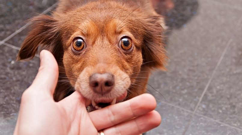 Conséquences d’une morsure