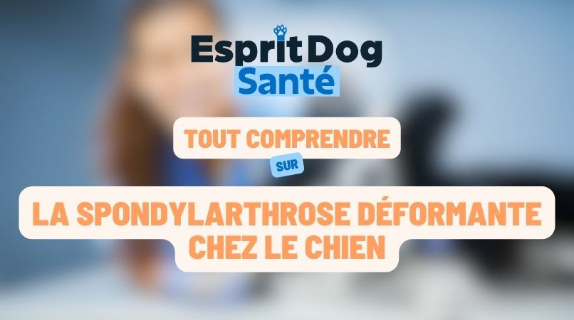 La spondylarthrose déformante chez le chien