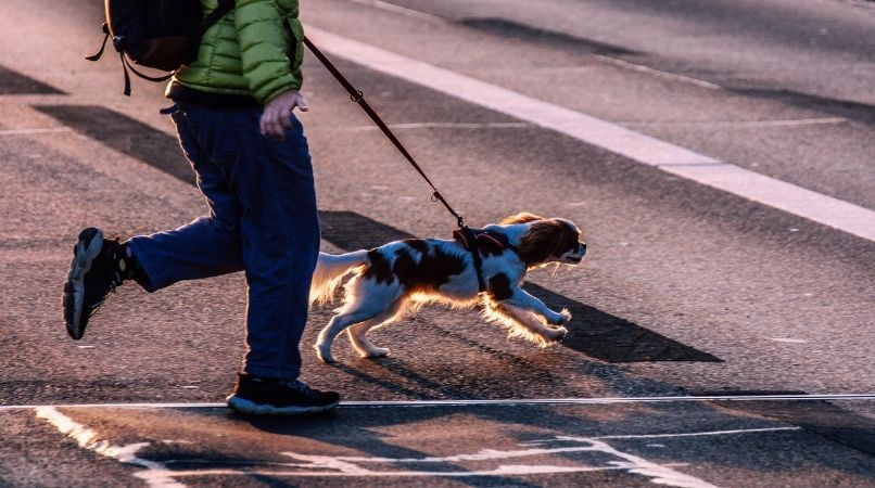 Traverser la route en toute sécurité avec son chien
