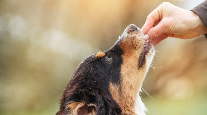 L’éducation canine c’est simple