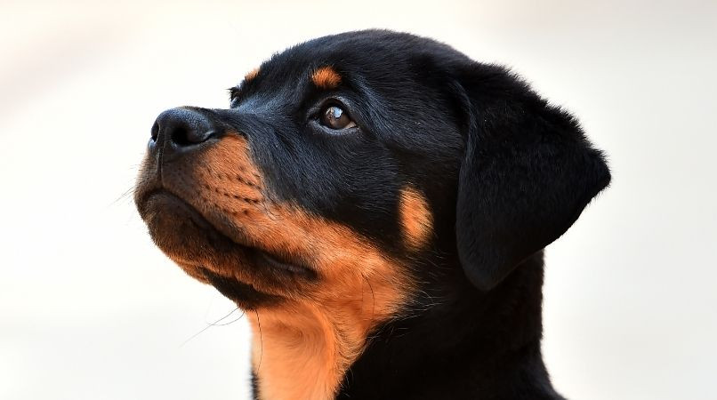 L’évaluation comportementale : l’aberration