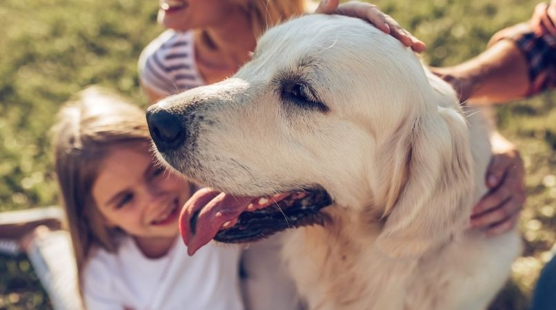 Éducation : Le problème des chiens gentils