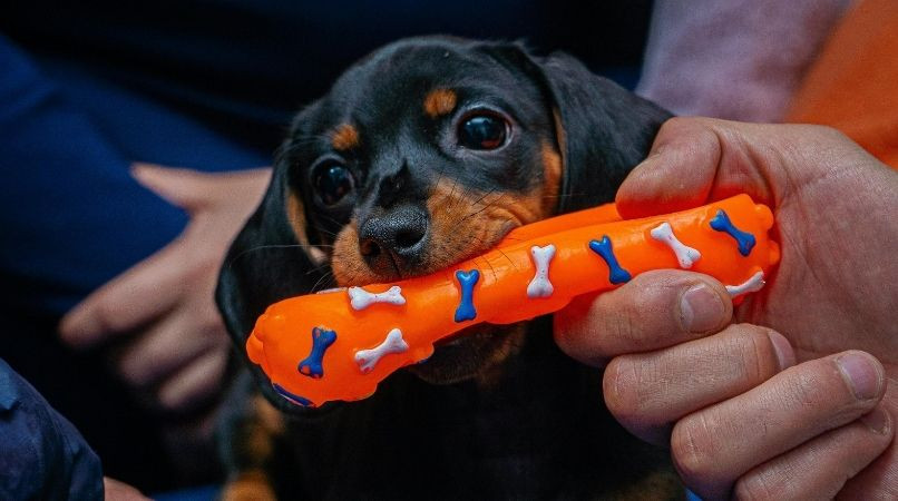 Pourquoi votre chien ne donne plus ce qu’il prend ?