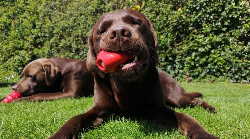 Éducation : le danger des jouets d’occupation pour chien !