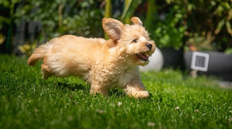 Pourquoi mon chien ne m’écoute pas dans le jardin ?