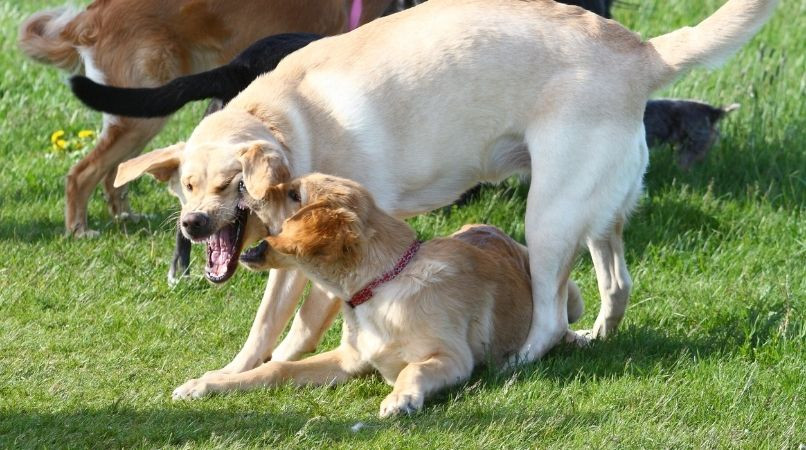 Chien régulateur : arnaque ou pas ?