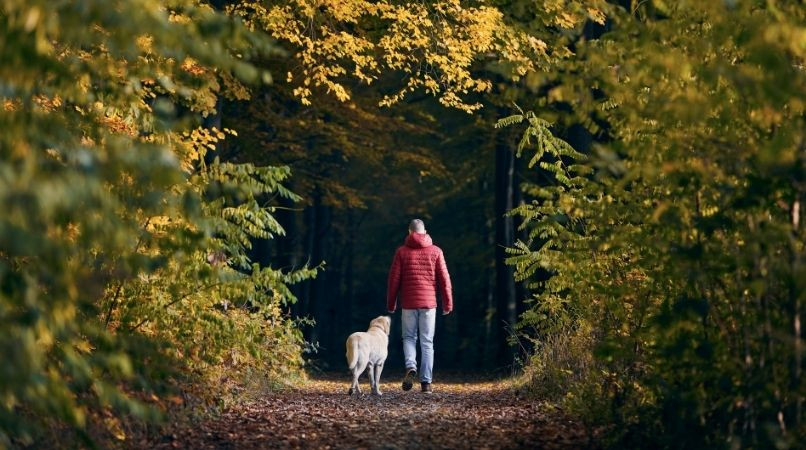 Les dangers pour le chien dans la nature