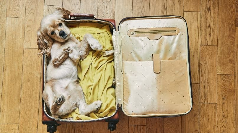 Partir en vacances avec son chien