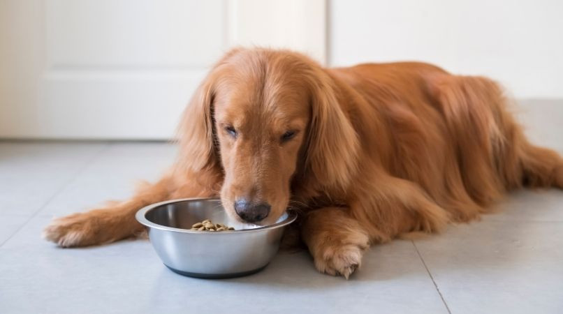 Les repas chez le chien et ses besoins en eau