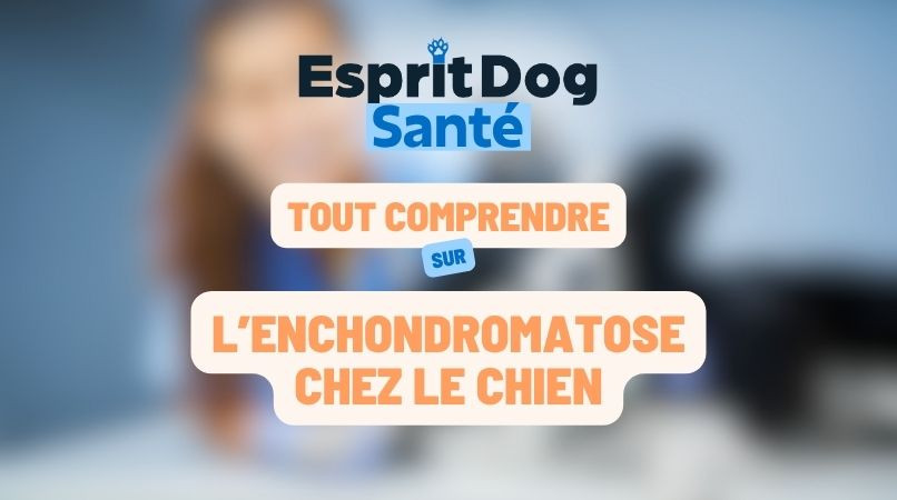 L’enchondromatose chez le chien