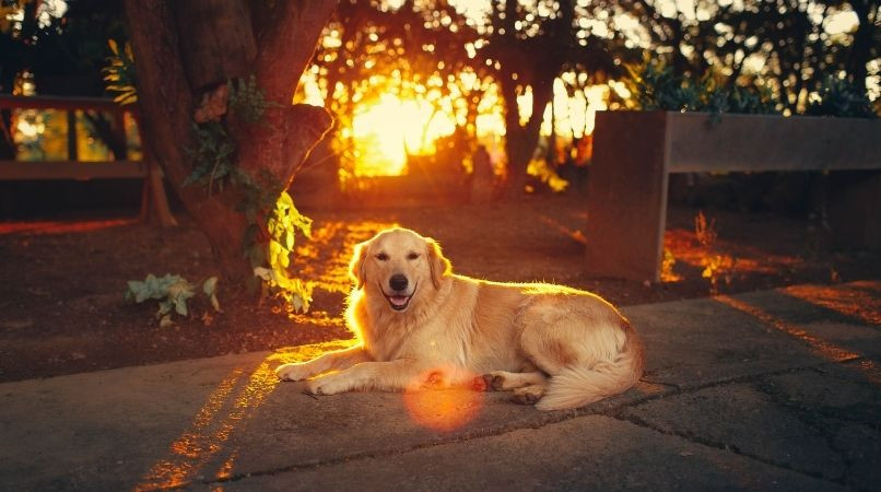 Soleil : un sérieux danger pour votre chien !