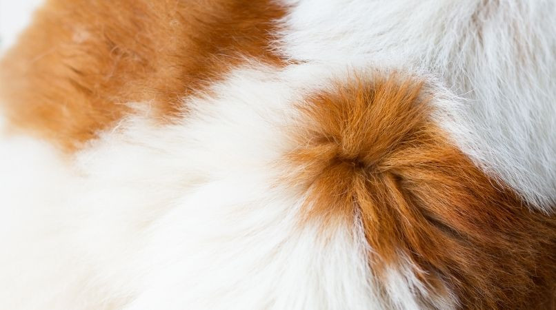 Mauvaise odeur, poils qui tombent, pellicules… Est-ce normal ?