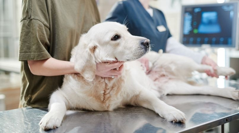 Les maladies chez le chien