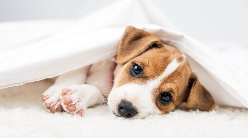 Décès de son chien : reprendre un chien est-ce une bonne idée ?