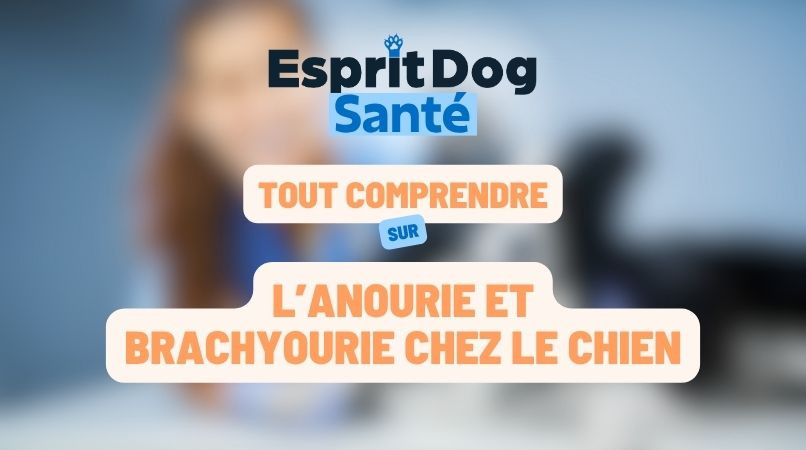 L’anourie et brachyourie chez le chien