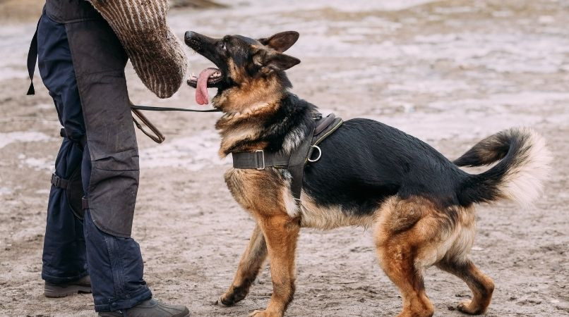 Pratiquer un sport de mordant avec son chien le rend il agressif ?