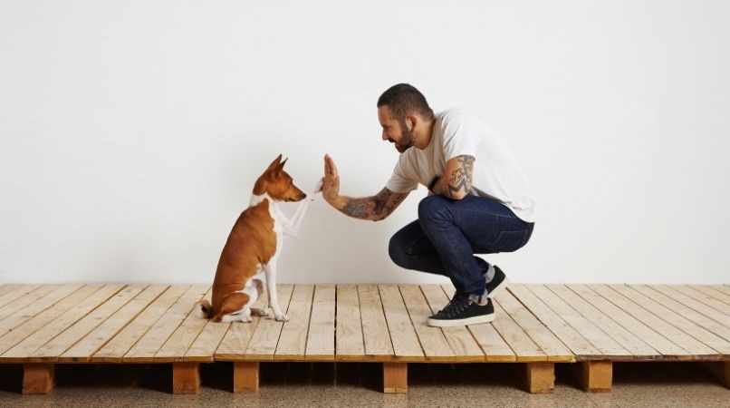 L’importance d’être précis dans l’éducation de votre chien !