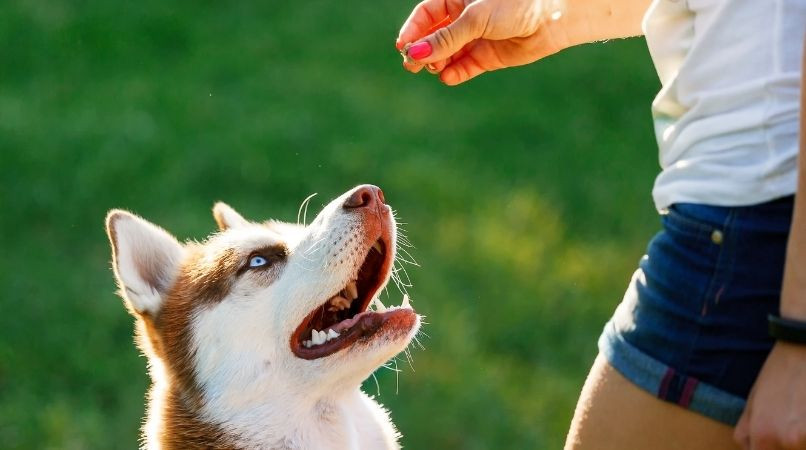 Le piège lorsqu’on veut trop bien faire avec son chien !