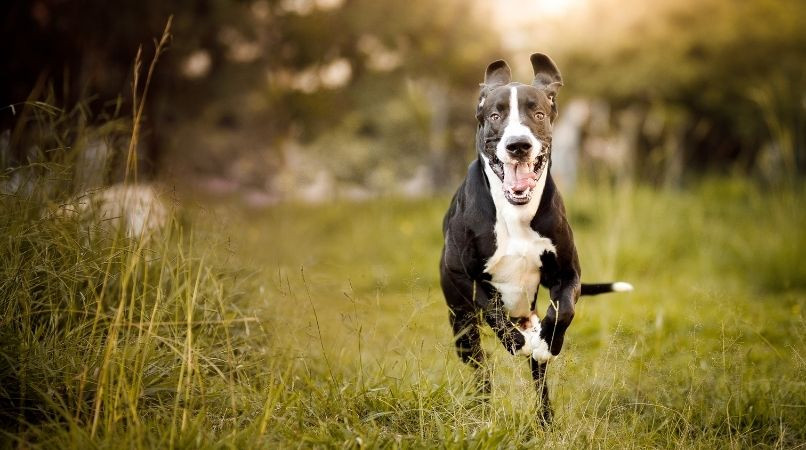 Pourquoi votre chien s’enfuit après avoir fait caca ?