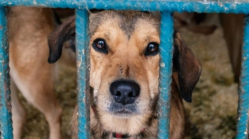 Adopter un chien adulte : l’erreur à ne pas commettre !