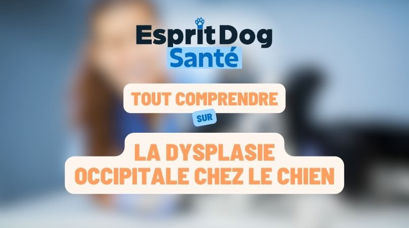 La dysplasie occipitale chez le chien