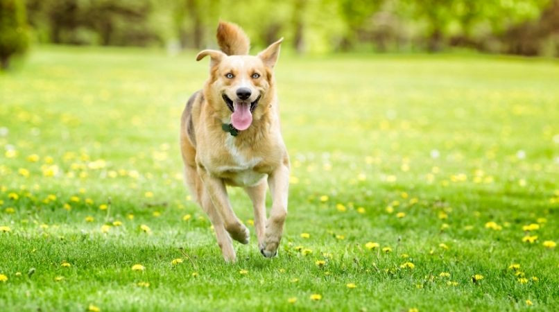 La plus grosse erreur en éducation lorsqu’on apprend le rappel !
