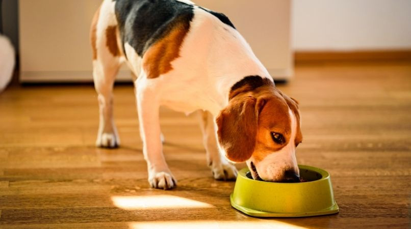 Pourquoi et comment embêter son chien quand il mange