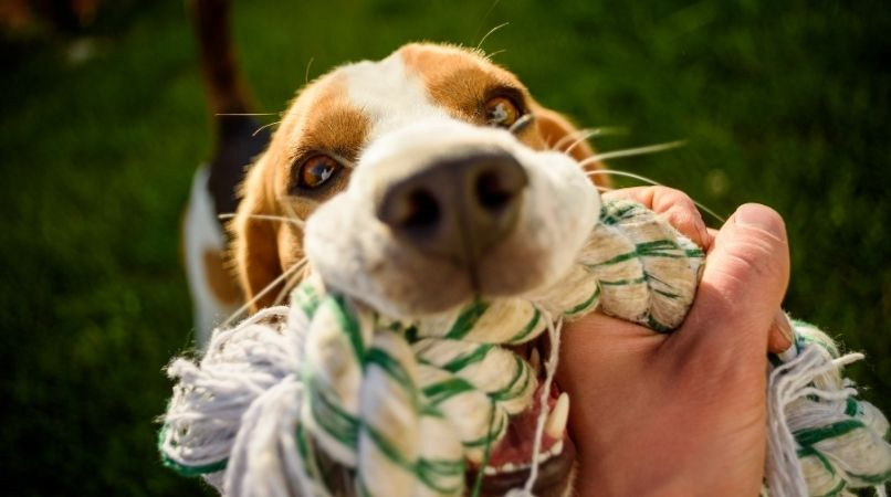 Le maître doit-il toujours gagner lorsqu’il joue avec son chien ?