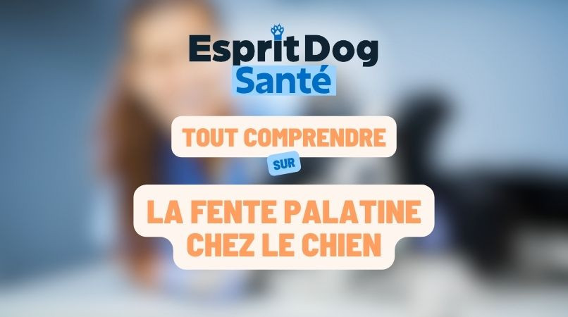 La fente palatine chez le chien
