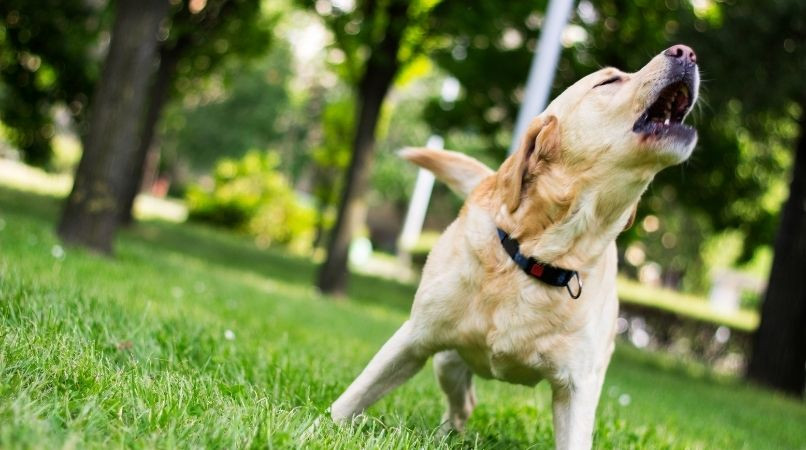 L’erreur qui fait que votre chien est réactif