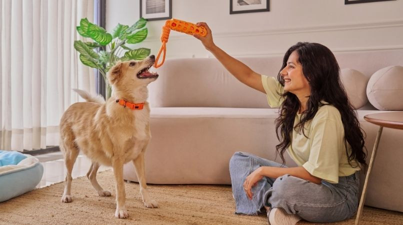 Apprendre les ordres « Prends » et « Donne » à son chien