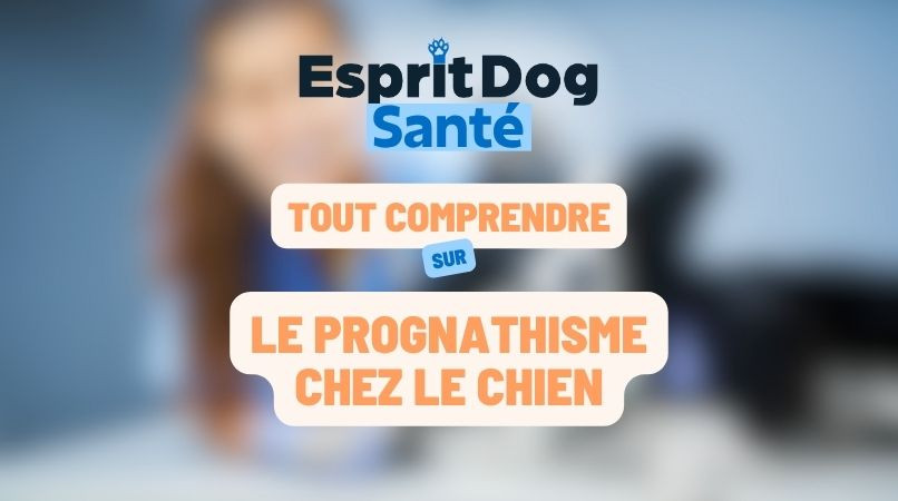 Le prognathisme chez le chien