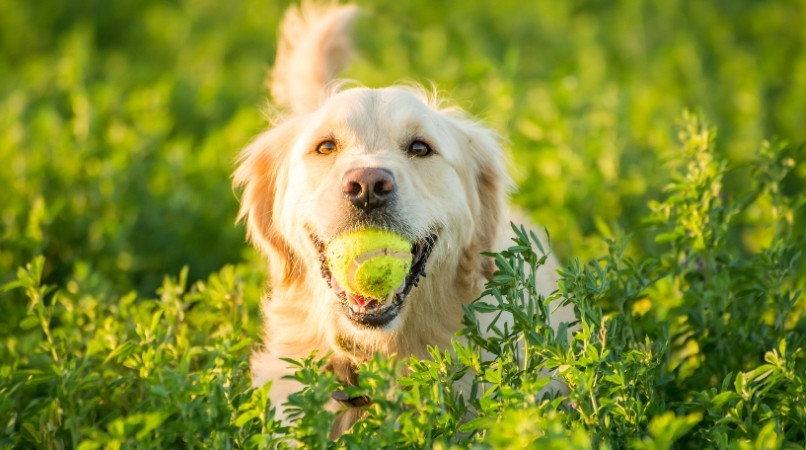 Balle de tennis : un danger pour chien ?
