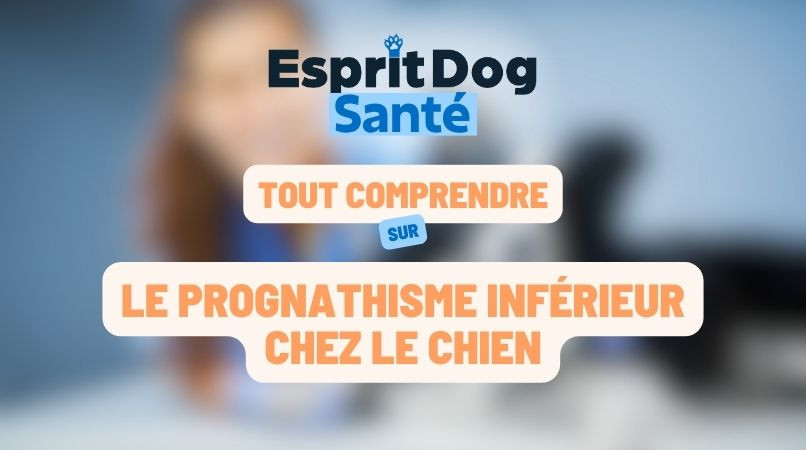 Le prognathisme inférieur chez le chien